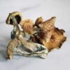 Golden teacher mushroom