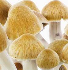 Ecuador Mushroom Spores